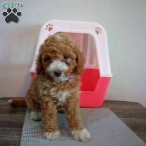 Crimson, Miniature Poodle Puppy